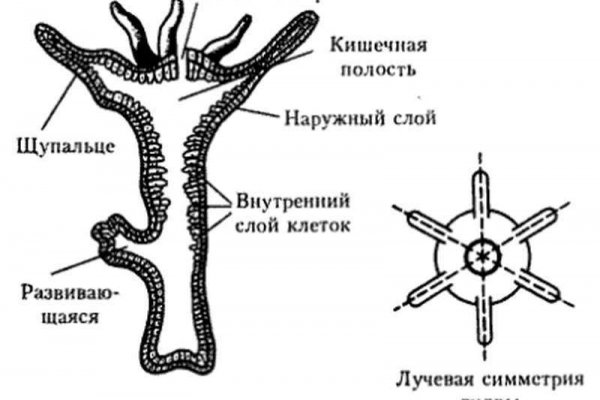 Актуальное зеркало kraken