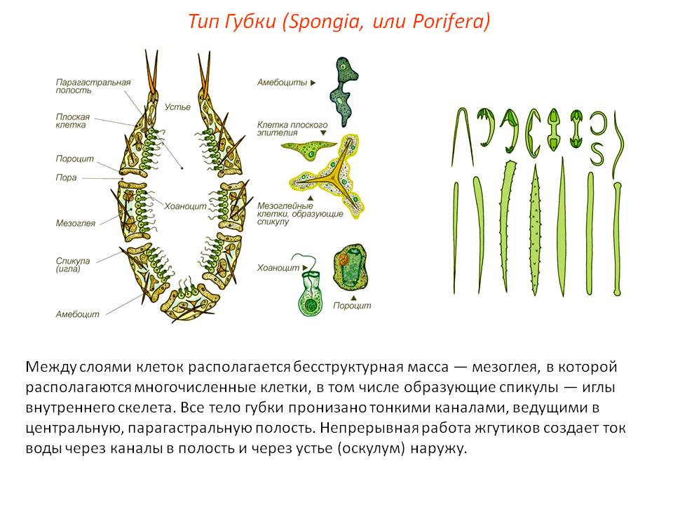 Кракен сайт krknwebs