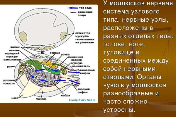 Кракен тгк